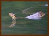 cottonmouth 9-12-09 4d012b.JPG