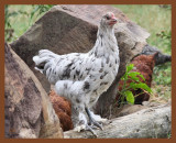 blue-splash marans-878-6-29-10b.JPG