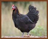 black copper marans-357-7-04-10b.JPG