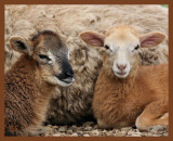 lambs-997-7-13-10b.JPG