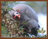 guinea-318-7-26-10b.JPG