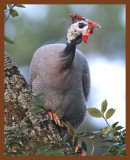 guinea-335-7-26-10c1b.JPG