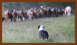 mallie-225-8-3-10c2b.JPG