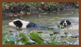 mallie-jake-992-8-2-10c2b.JPG