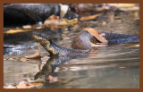 8-20-10-cottonmouth-482c2b.JPG