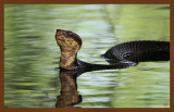 8-20-10-cottonmouth-436c2b.JPG