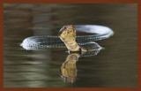cottonmouth-8-20-10-434c2b.JPG