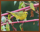 8-25-10-yellow-warbler-653b.JPG