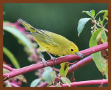 8-25-10-yellow-warbler-651b.JPG