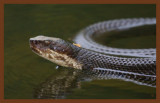 8-30-10-cottonmouth-022c2b.JPG