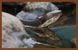 8-30-10-cottonmouth-012c2b.JPG