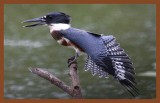 9-2-10-belted-kingfisher-374c2b.JPG