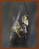 9-1-10-barn-spider-178c1b.JPG