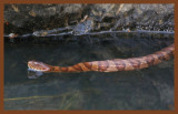 watersnake-midland-9-19-10-918c2b.JPG