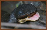 cottonmouth-9-17-10-867c2b.JPG