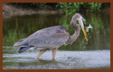 9-9-10-great blue heron-180c2b.JPG