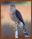 sharp-shinned hawk-10-18-10-085c1b.JPG