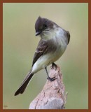 eastern phoebe-10-25-10-449c1b.JPG