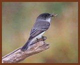 eastern phoebe-10-25-10-491b.JPG