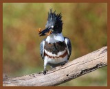 belted-kingfisher-10-26-10-670b.JPG