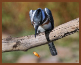 belted-kingfisher-10-26-10-685b.JPG