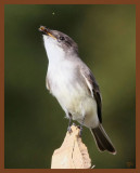 eastern phoebe-10-27-10-787c1b.JPG