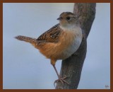 sedge wren-10-18-10-124b.JPG