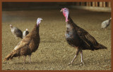 auburn turkeys-12-12-10-988c2b.JPG