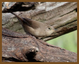 house wren-10-2-12-832b.JPG