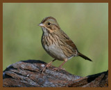 lincolns sparrow-10-4-12-092b.JPG