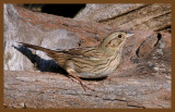lincolns sparrow-10-4-12-127c2b.JPG