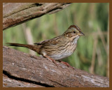 lincolns sparrow-10-4-12-129b.JPG
