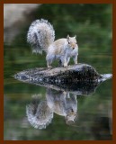 gray-squirrel 12-5-07 4c27b.JPG