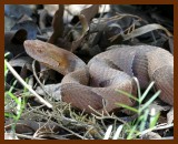 copperhead 4-2-07 cl5b.JPG