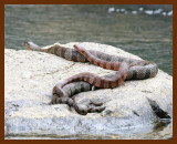 watersnakes-northern-midland 5-26-07 4c2b.JPG