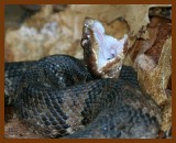 cottonmouth 4-24-07 cl4b.JPG