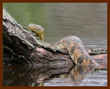 watersnake-diamondback 5-2-07 cl2b.JPG