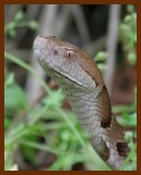 copperhead  5-9-06 cl7b.JPG
