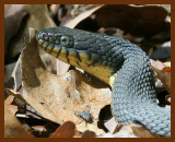 watersnake-yellowbelly 4-11-07 cl3b.JPG