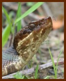 cottonmouth 4-23-07 cl4b.JPG