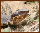 cottonmouth 4-17-07 cl2b.JPG