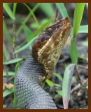 cottonmouth 4-23-07 cl2b.JPG