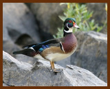 wood-duck 9-16-07 4c2b.JPG
