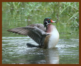 wood-duck 9-11-07 4c5b.JPG