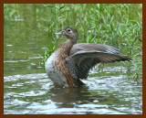 wood-duck 9-10-07 4c1b.JPG