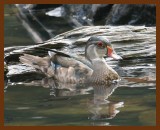 wood-duck 9-23-07 4c5b.JPG