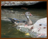 wood-duck 8-22-06 cl1b.JPG