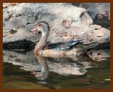 wood-duck 9-1-06 cl1b.JPG