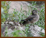 wood-ducks young  5-21-06 cl1b.JPG