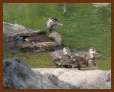 wood-ducks young  5-27-06 cl4b.JPG